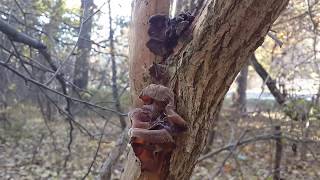 Иудино ухо (Auricularia auricula) - съедобный гриб поздней осени