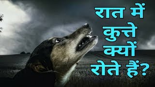 कुत्ते रात में क्यों रोते हैं? क्या होता है जब कुत्ता रोता है जानिए कारण