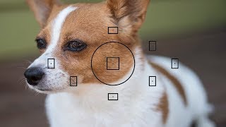 How to control the focus points on a Nikon & Canon DSLR.