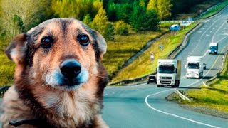 Пожалуйста заберите меня отсюда, плакал пёс, смотря вслед проходящим людям.