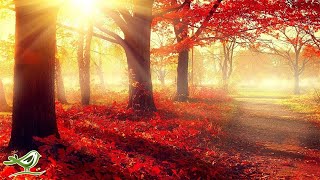 Beautiful Romantic Music: Relaxing Music, Piano Music, Violin Music, Guitar Music, Sleep Music ★101