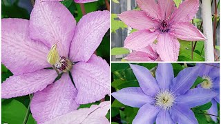 庭园花卉－铁线莲之六 Clematis Margaret Hunt，Hagley Hybrid，H.F.Young