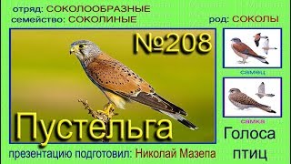 Пустельга. Голоса птиц