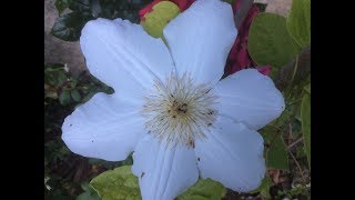Clématite blanche, Clematis ’' La nature nous sourit