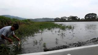 HUGE crocodile gets a snack at Rio Tarcoles in Costa Rica