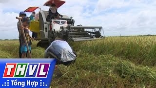 THVL | Cảnh báo tai nạn từ việc chạy theo máy cắt lúa để bắt chuột