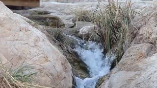 Заповедник Эйн-Геди - оазис в пустыне