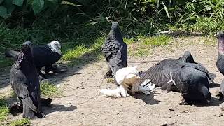 08.08.19. Голуби Ленинаканцы и Моздокские. Pigeons Leninakan and Mozdok.