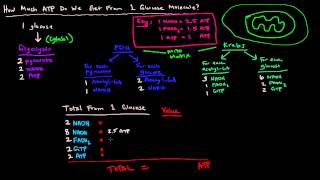 How Much ATP Do We Get Per Glucose? Energy Calculation Breakdown
