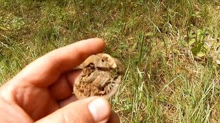 В поиске кладов монет и старины .  Коп по военным окопам