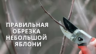 Как обрезать небольшую (карликовую) яблоню?