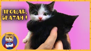 Раздаем спасенных котят в добрые руки