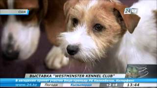 В США пройдет выставка собак Westminster Kennel Club