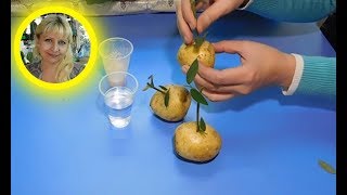???РОЗЫ В КАРТОШКЕ ! РЕЗУЛЬТАТ !!!!!!!