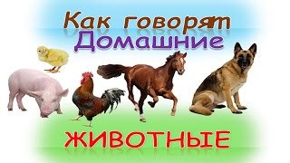 Развивающий мультик для детей "Как говорят домашние животные"(кто как делает)Как говорят животные