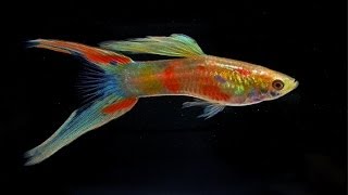 High breed guppies - not ordinary "million fish" at aqua EXPO 2013
