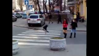#Слышь,ты че такая дерзкая,а ? Прикол / пародия / ворона собака