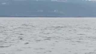 Dauphins au large de Locquémeau