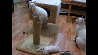Как тайские котята и их мама играют! Смотреть всем! Тайские кошки - это чудо! Funny Cats