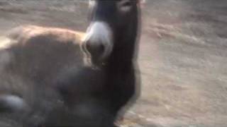 Safari Park Costablanca S.L. - Vergel / Alicante HQ