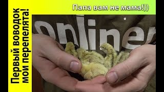 Мои первые перепелята! Стресс! Радость! Шок | Папа вам не мама