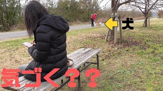 【モニタリング】お散歩中に１ヶ月以上会ってなかった母親がいたら犬は気づくのか？【ブルドッグ】