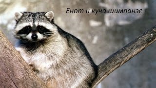 Драка шимпанзе и енота