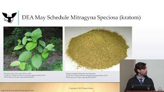 Kratom, Drug Scheduling, and the Opioid Crisis- Yale Medical School