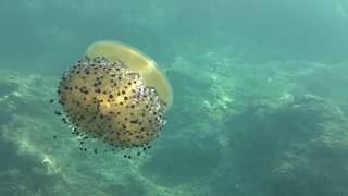 Se ami lo snorkeling e il diving, Porto Cesareo è la meta ideale... vedi hotel e case vacanze...