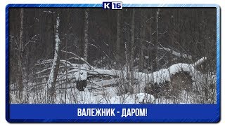 Валежник - даром!