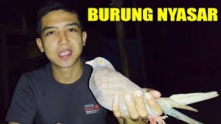 MENANGKAP BURUNG MERPATI PADA MALAM HARI #MERPATIKU