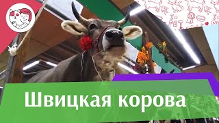 Швицкая корова на ilikepet. Особенности породы, уход