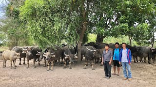 ฝูงควายใหญ่กำนันโป๊ด/เจ้าทองตีนโต/อ.ทัพทัน จ.อุทัยธานี