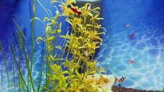 Fish in the aquarium Рыбки в аквариуме