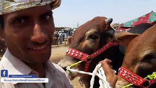 HEAVY SAHIWAL BULL BEAUTIES IN LAHORE COW MANDI 2018