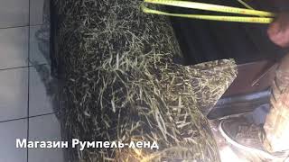 11 июня 2019 г.