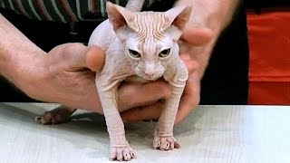 Кошки. Породы Кошек. Донской Сфинкс. Кошка Сфинкс