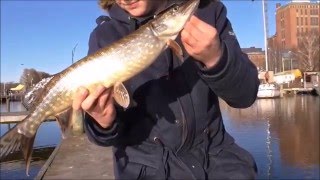 Gäddfiske i Skitviken! Första Gäddorna år 2016!