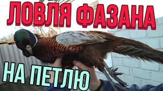 ПОЙМАЛ ФАЗАНА НА ПЕТЛЮ | КАК СДЕЛАТЬ ЛОВУШКУ НА ФАЗАНА | ОБЗОР ОХОТЫ