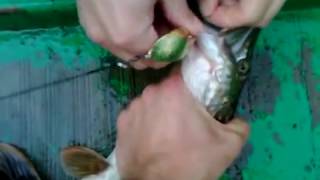 Fishing  Рыбалка на щуку (озеро Свитязь) Fishing for pike 漁ク