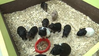 VLOG Контактный зоопарк CONTACT ZOO видео для детей