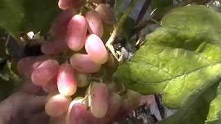 Сорт винограда Розовый супер - сезон 2015