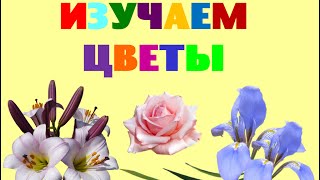 Изучаем цветы. Учим название цветов. Развивающее видео для детей с заданиями
