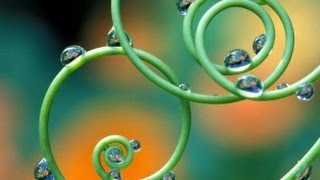 iHerb! Обзор полезных витаминов. Спирулина, Келп, Кордицепс, Хондроитин, Кверцетин