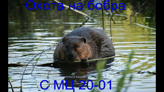 Охота на бобра с МЦ 20- 01