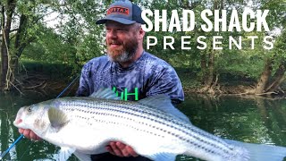 Striper - Live Bait River Fishing