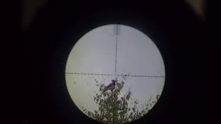 Crow hunting Кроухантинг. Отстрел вредителей 09.07.2019г