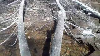 Жабыркап жаткан ак кайын токойу.Талас району Копро Базар айылы