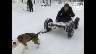 Нелегальные СОБАЧЬИ БОИ!!! ШОК!!! Пит БУЛИ!!! Illegal DOG FIGHTING!!! SHOCK!!! Pit BULLS!!