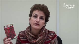 Выращивание земляники из семян. Сайт "Садовый мир"